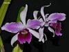 Laelia purpurata var. striata 